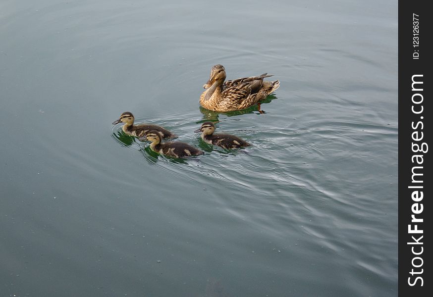 Duck, Bird, Mallard, Water