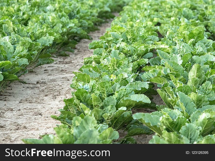 Leaf Vegetable, Field, Agriculture, Plant