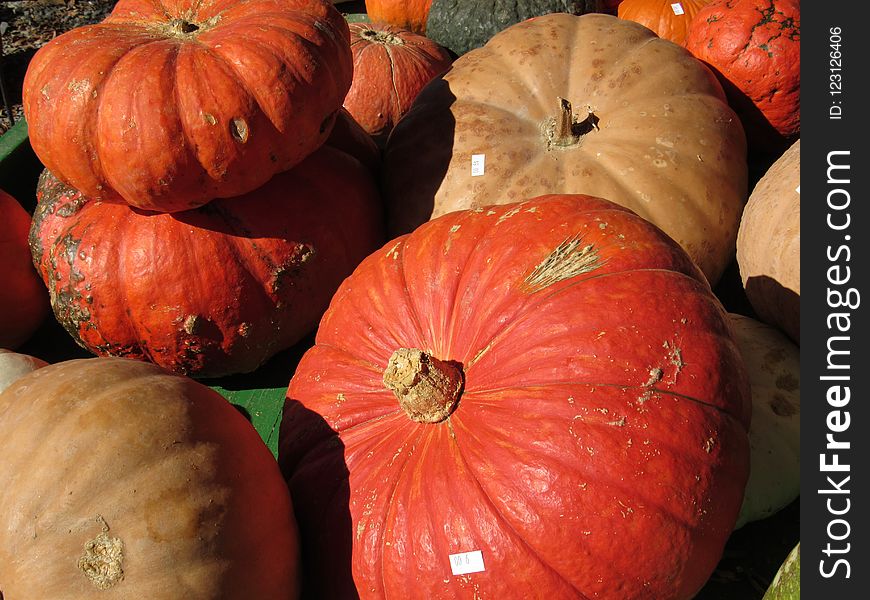 Winter Squash, Cucurbita, Vegetable, Calabaza