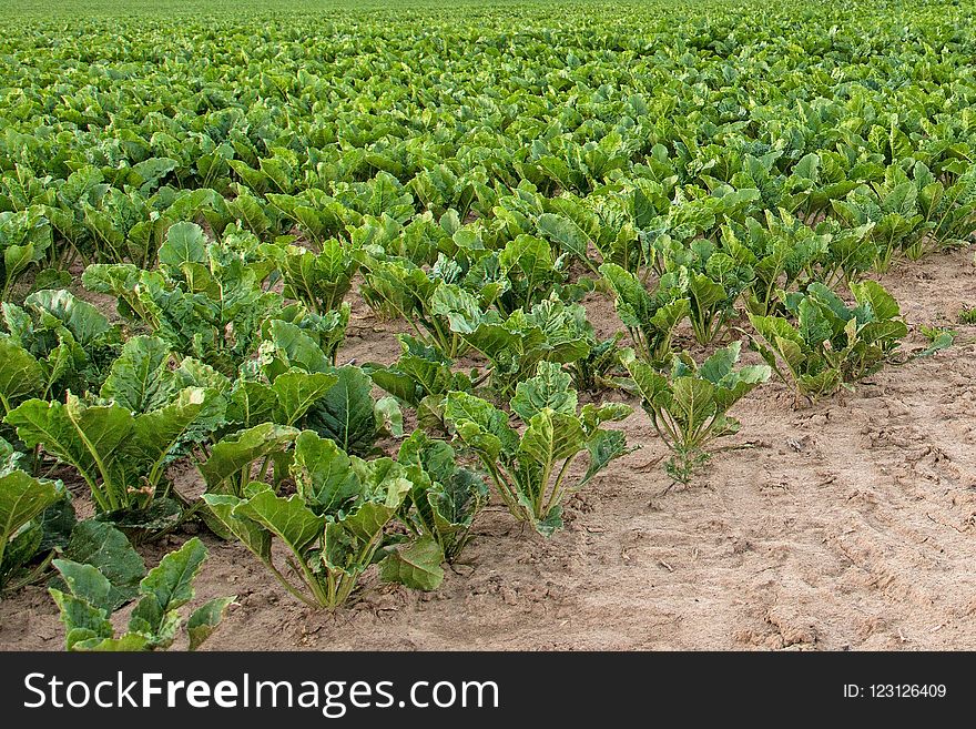 Agriculture, Field, Crop, Plant