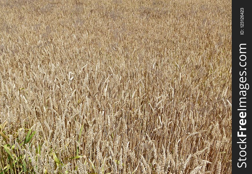 Crop, Field, Grass Family, Food Grain
