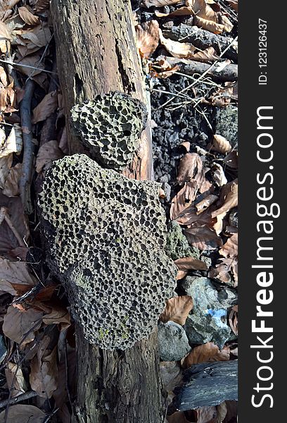 Fungus, Tree, Rock, Trunk