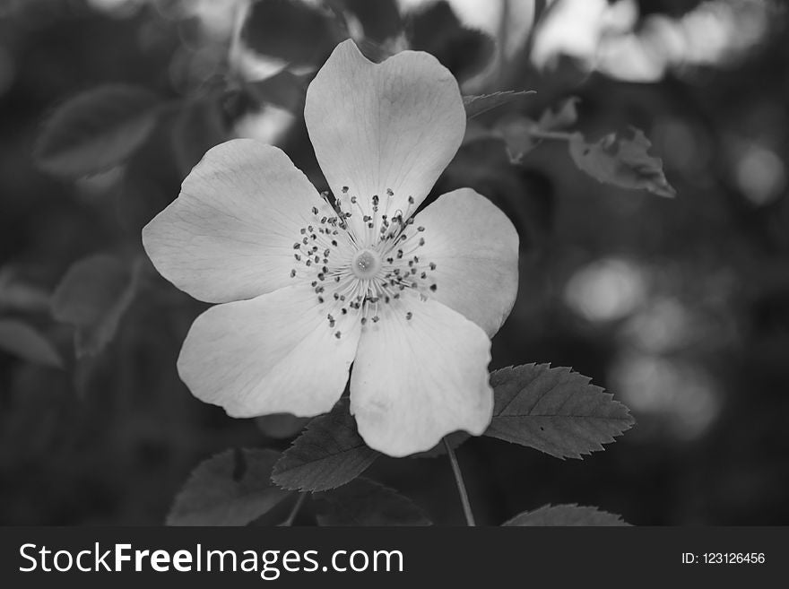 White, Black And White, Flower, Monochrome Photography
