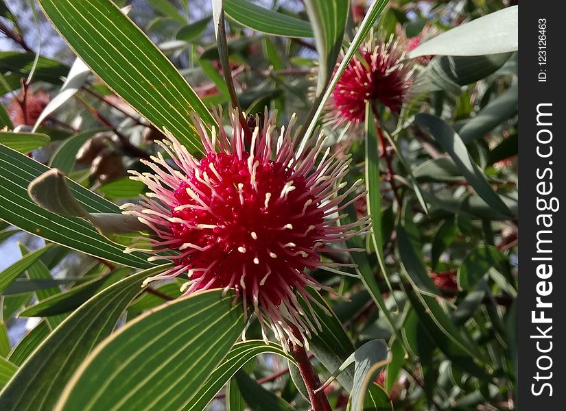 Plant, Flora, Flower, Flowering Plant