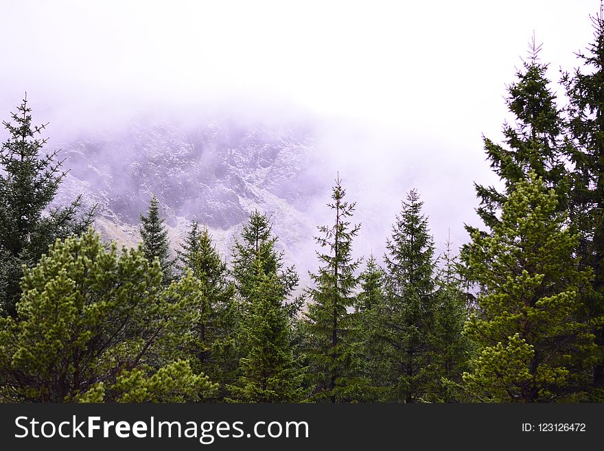 Ecosystem, Tree, Sky, Spruce Fir Forest