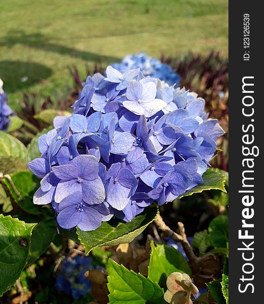 Flower, Blue, Plant, Hydrangea