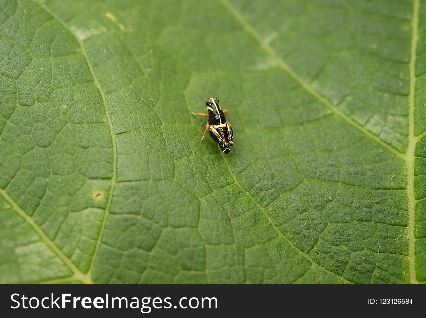 Insect, Ecosystem, Fly, Leaf