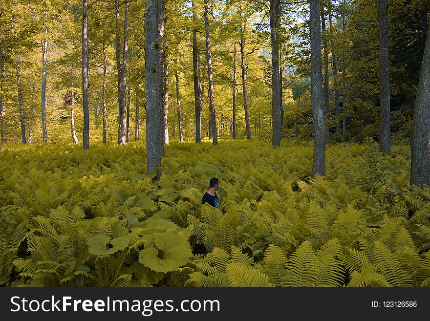 Nature, Ecosystem, Vegetation, Tree