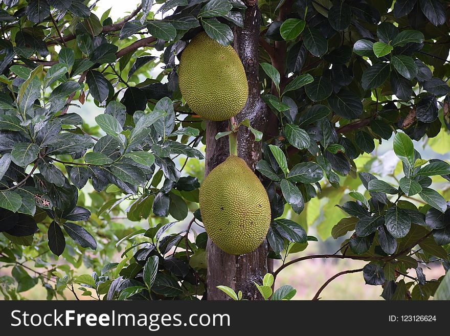 Jackfruit, Artocarpus, Cempedak, Fruit Tree