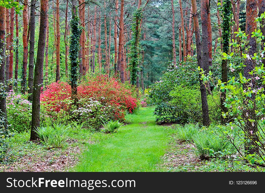 Vegetation, Ecosystem, Woodland, Nature