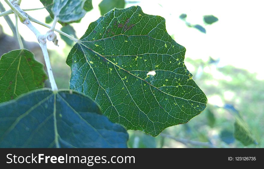 Leaf, Plant, Plant Pathology, Plane Tree Family