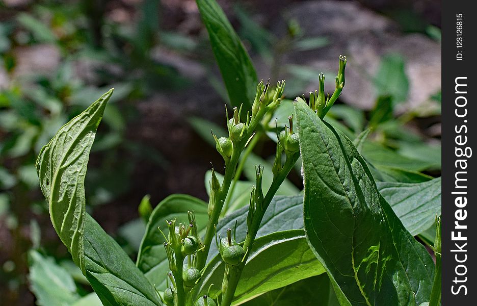 Plant, Leaf, Herb, Cash Crop