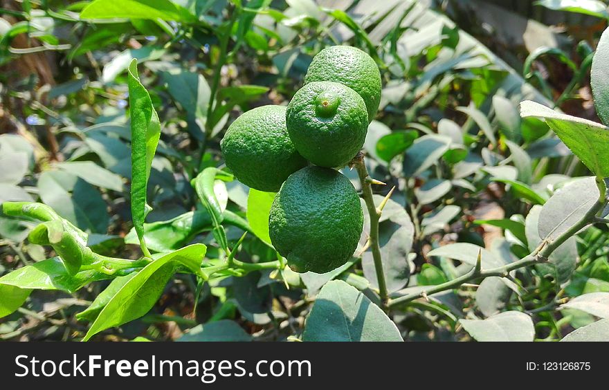 Fruit Tree, Fruit, Citrus, Plant