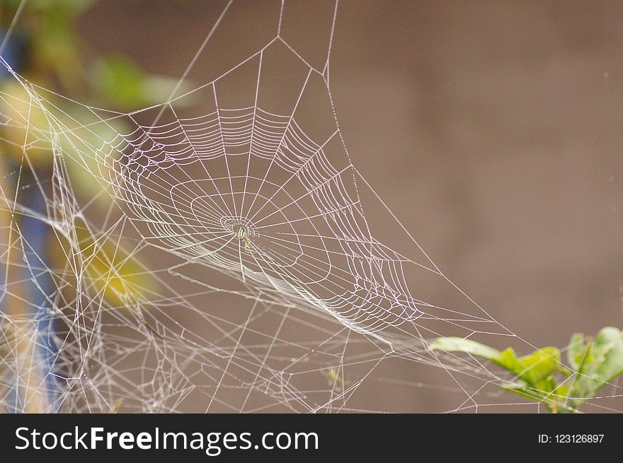 Spider Web, Invertebrate, Water, Close Up