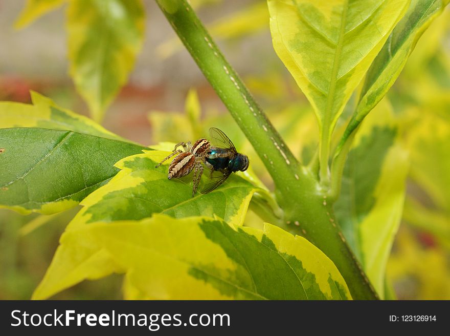 Insect, Leaf, Macro Photography, Invertebrate