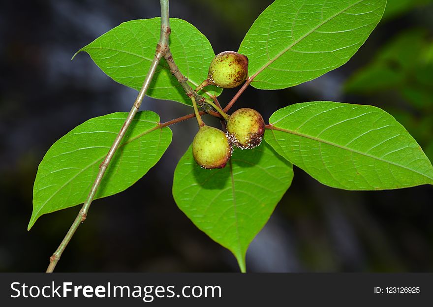 Fruit, Leaf, Fruit Tree, Plant