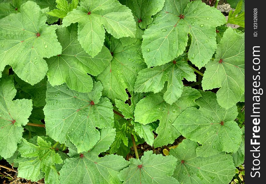 Leaf, Plant, Herb, Groundcover