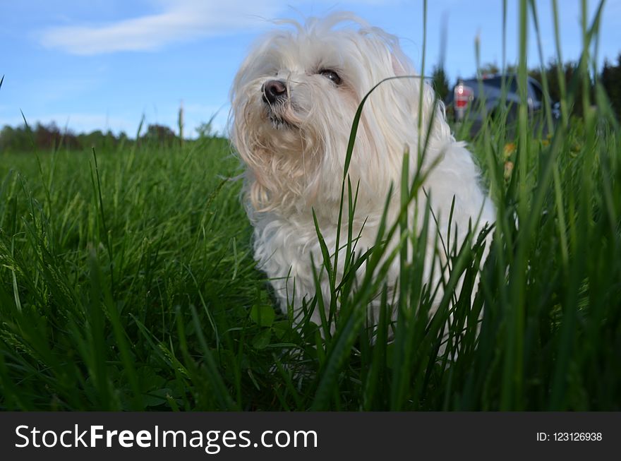 Dog Breed, Maltese, Grass, Dog Like Mammal