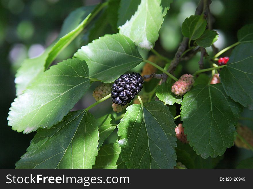 Mulberry, Fruit Tree, Red Mulberry, Fruit