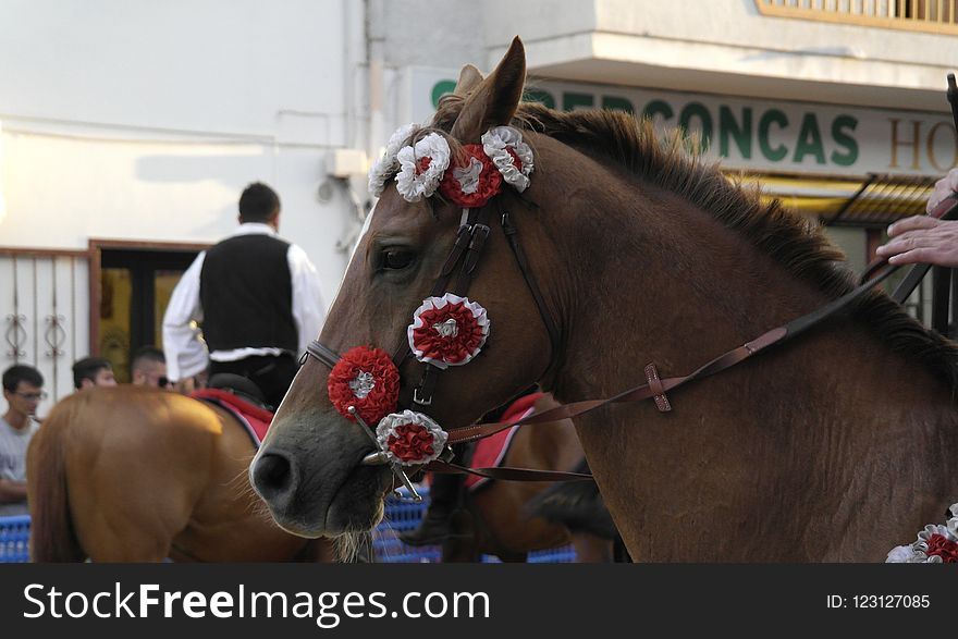 Horse, Bridle, Horse Harness, Horse Tack