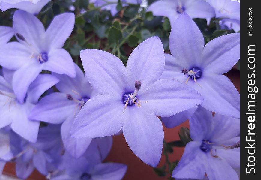 Flower, Blue, Plant, Flowering Plant