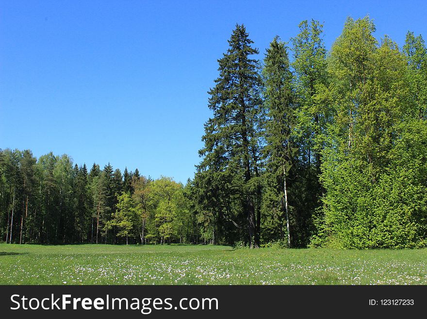 Tree, Ecosystem, Sky, Spruce Fir Forest