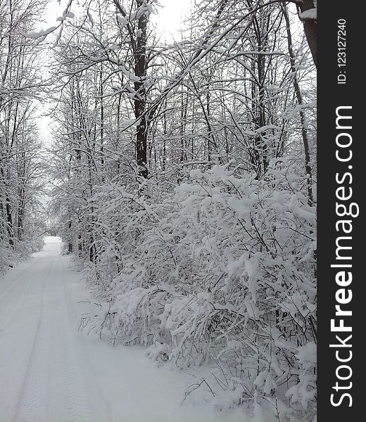 Snow, Winter, Frost, Tree