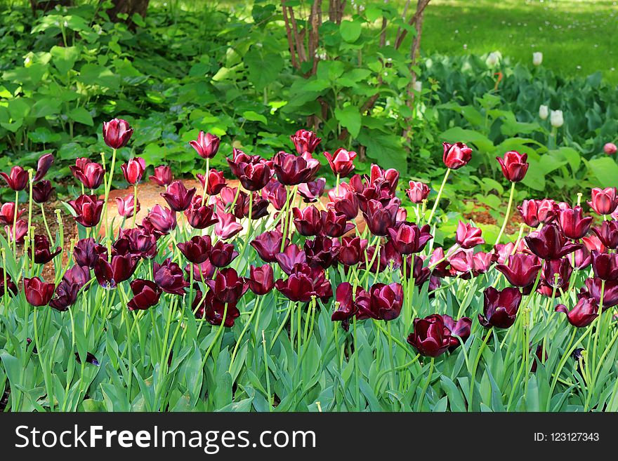 Plant, Flower, Flowering Plant, Tulip