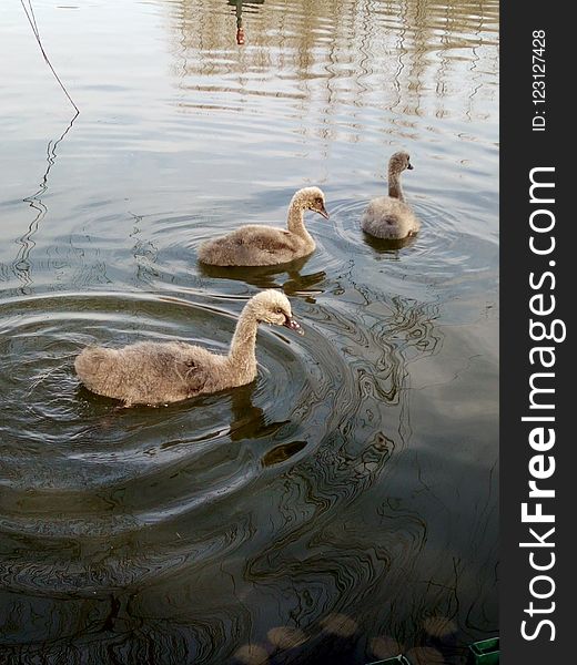 Water, Duck, Reflection, Fauna