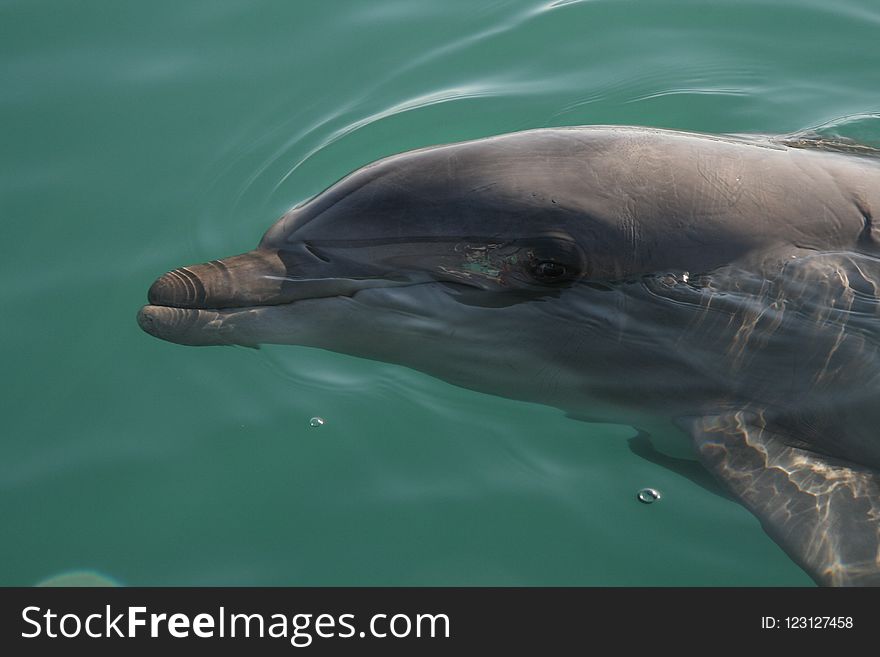 Dolphin, Common Bottlenose Dolphin, Marine Mammal, Water