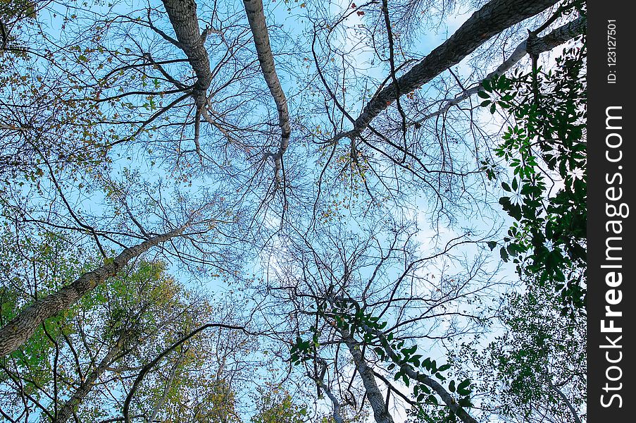 Tree, Branch, Nature, Woody Plant