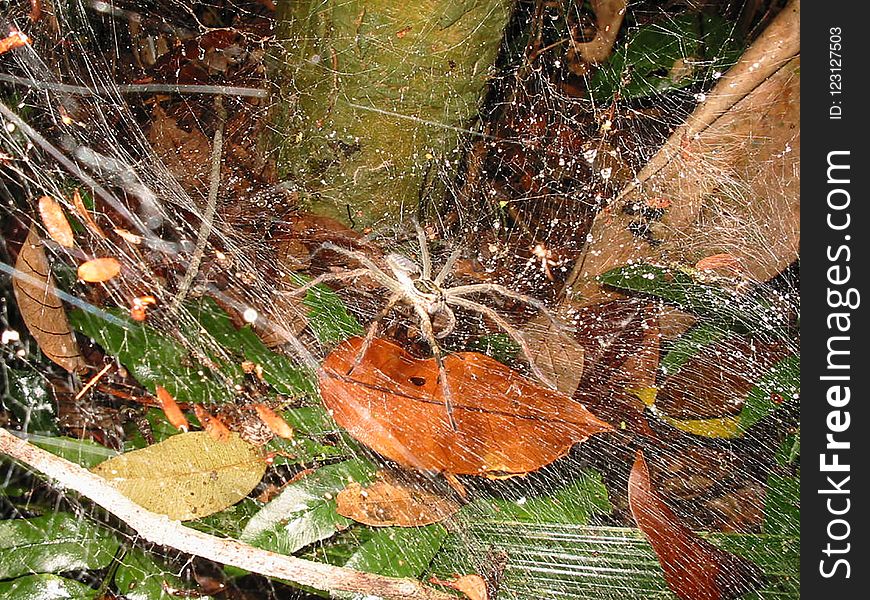 Leaf, Flora, Spider Web, Grass