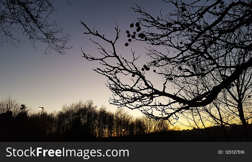 Sky, Branch, Tree, Nature