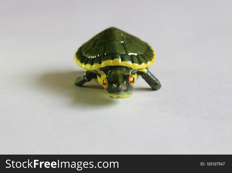 Turtle, Reptile, Organism, Tortoise