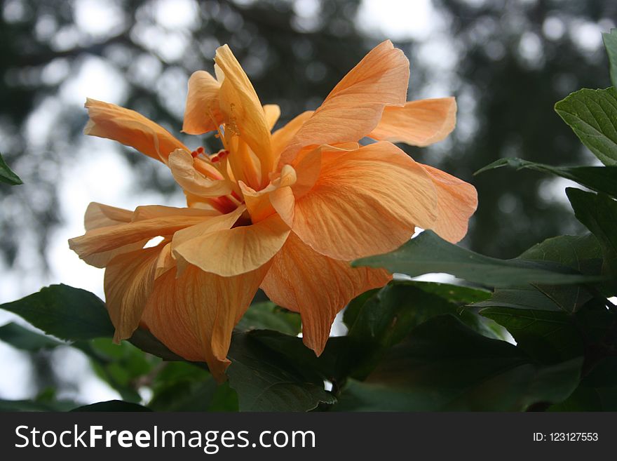 Flower, Plant, Flora, Flowering Plant