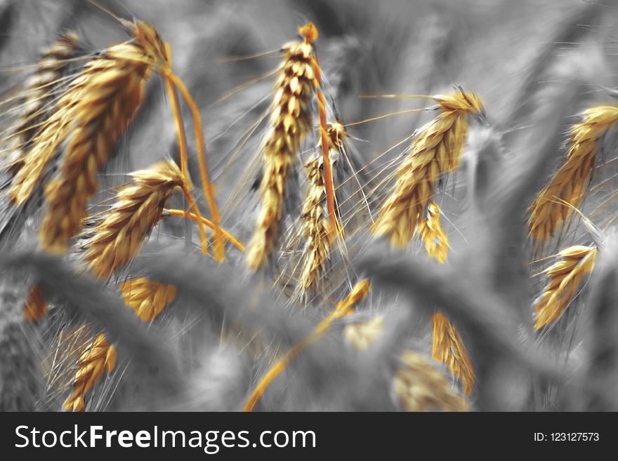 Food Grain, Rye, Grass Family, Close Up