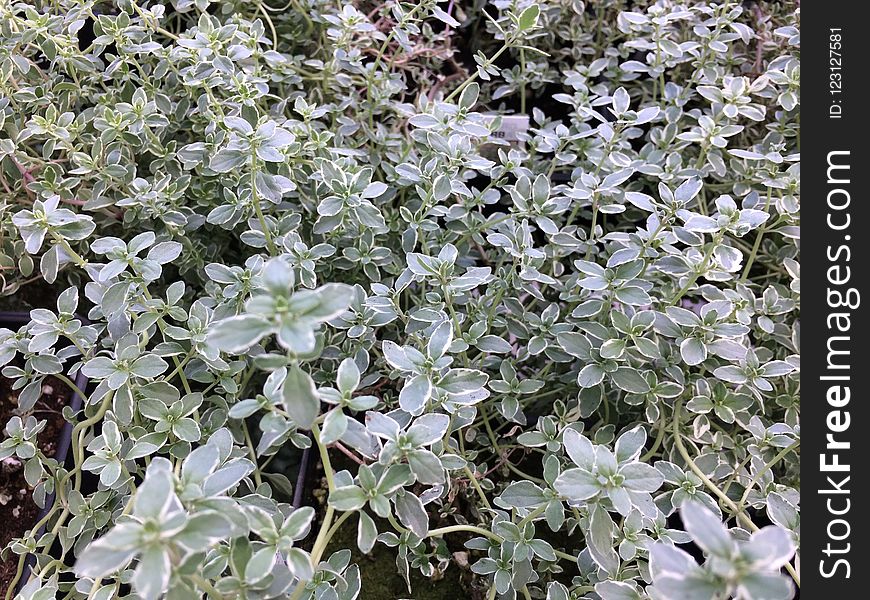 Plant, Groundcover, Subshrub, Herb