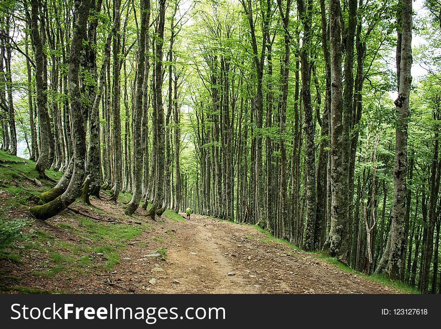 Woodland, Ecosystem, Tree, Forest