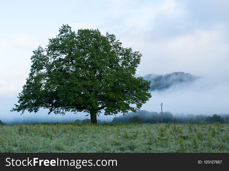 Tree, Sky, Woody Plant, Vegetation