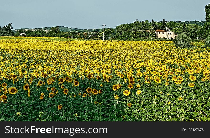 Flower, Sunflower, Yellow, Field