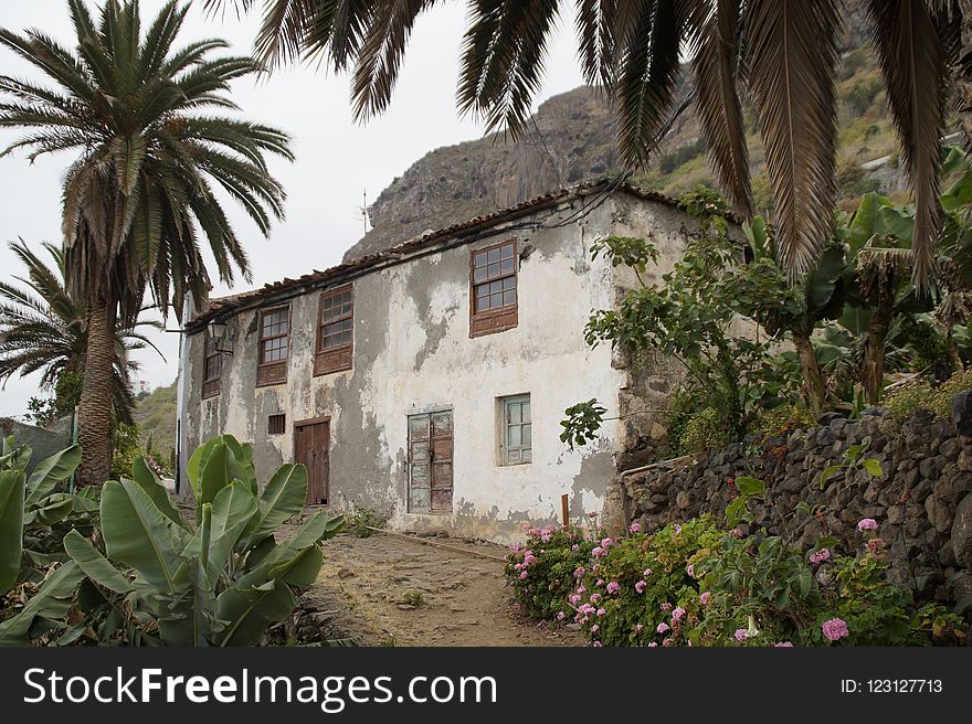 Property, Arecales, Palm Tree, Hacienda