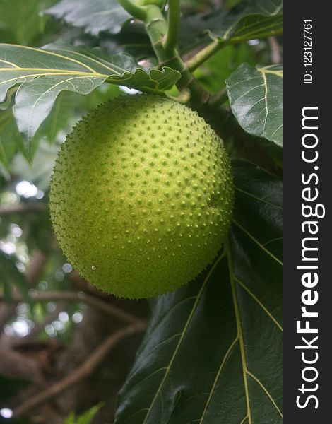 Fruit, Fruit Tree, Artocarpus, Produce