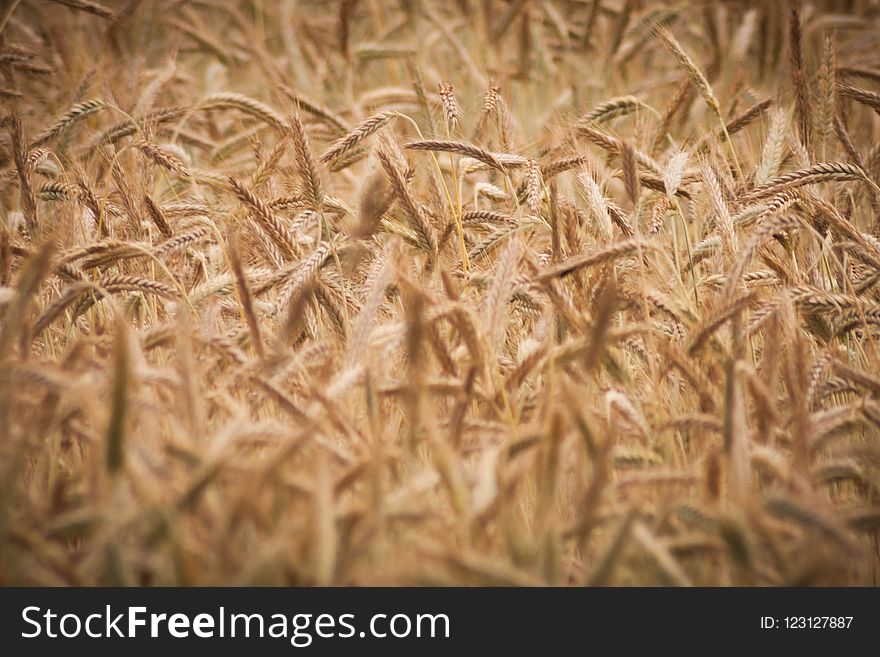 Grain, Grass Family, Food Grain, Rye