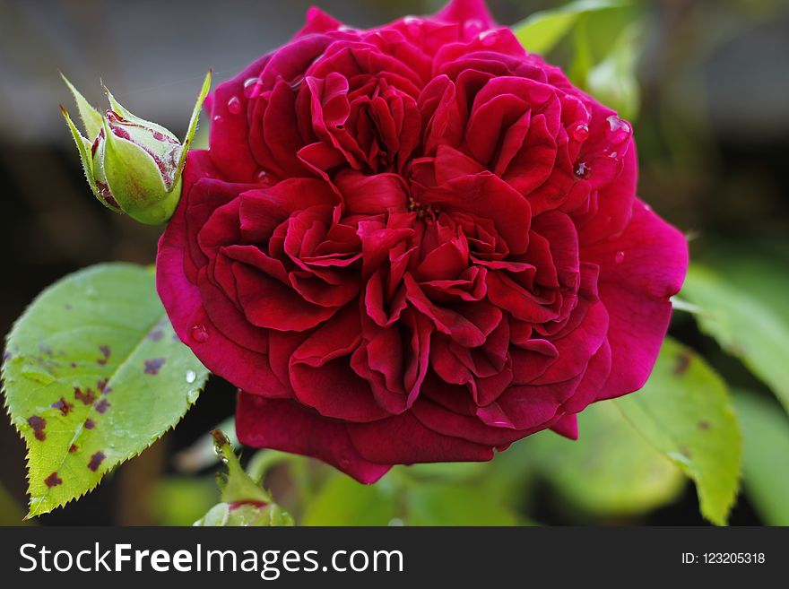 Flower, Plant, Rose, Rose Family