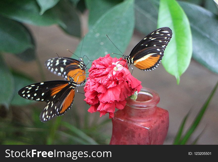 Butterfly, Moths And Butterflies, Insect, Brush Footed Butterfly