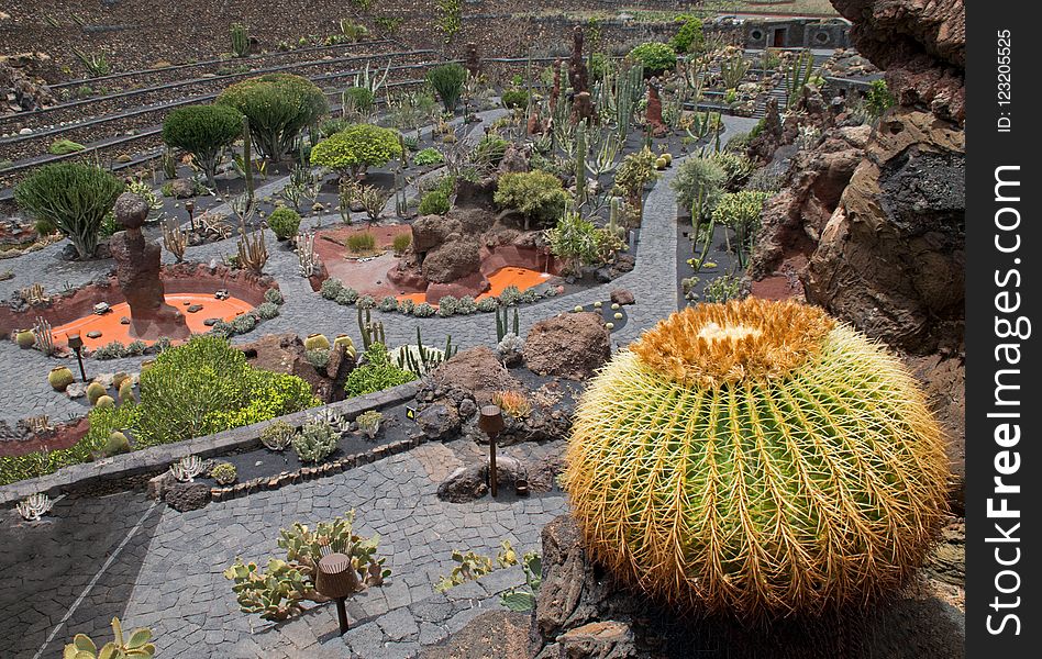 Plant, Vegetation, Botanical Garden, Cactus