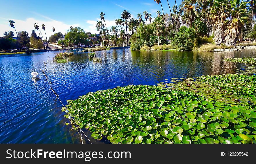 Vegetation, Water, Body Of Water, Waterway