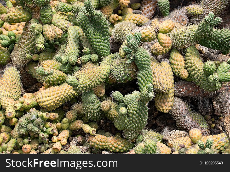 Plant, Cactus, Biome, Prickly Pear