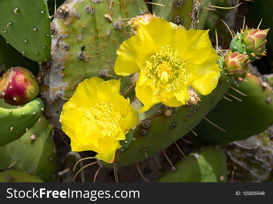 Eastern Prickly Pear, Flowering Plant, Plant, Cactus