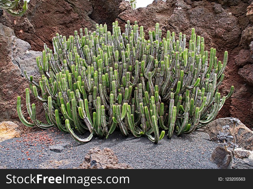 Plant, Vegetation, Flora, Cactus